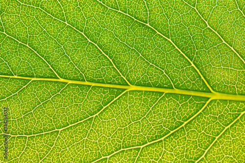 Close up leaf texture. Macro photography.