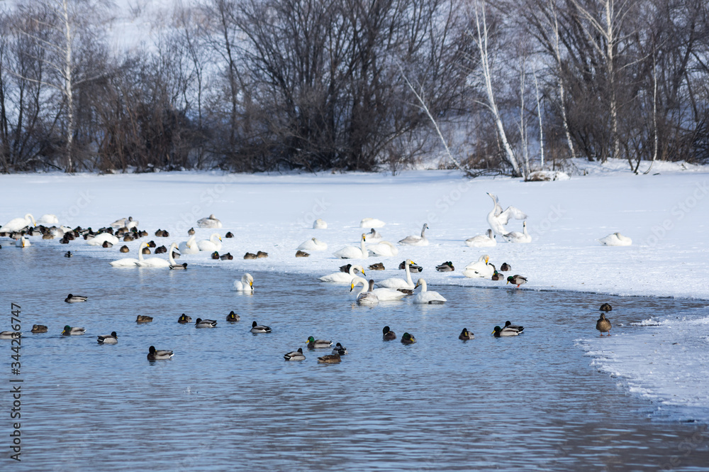 White swans swimming in the nonfreezing winter lake