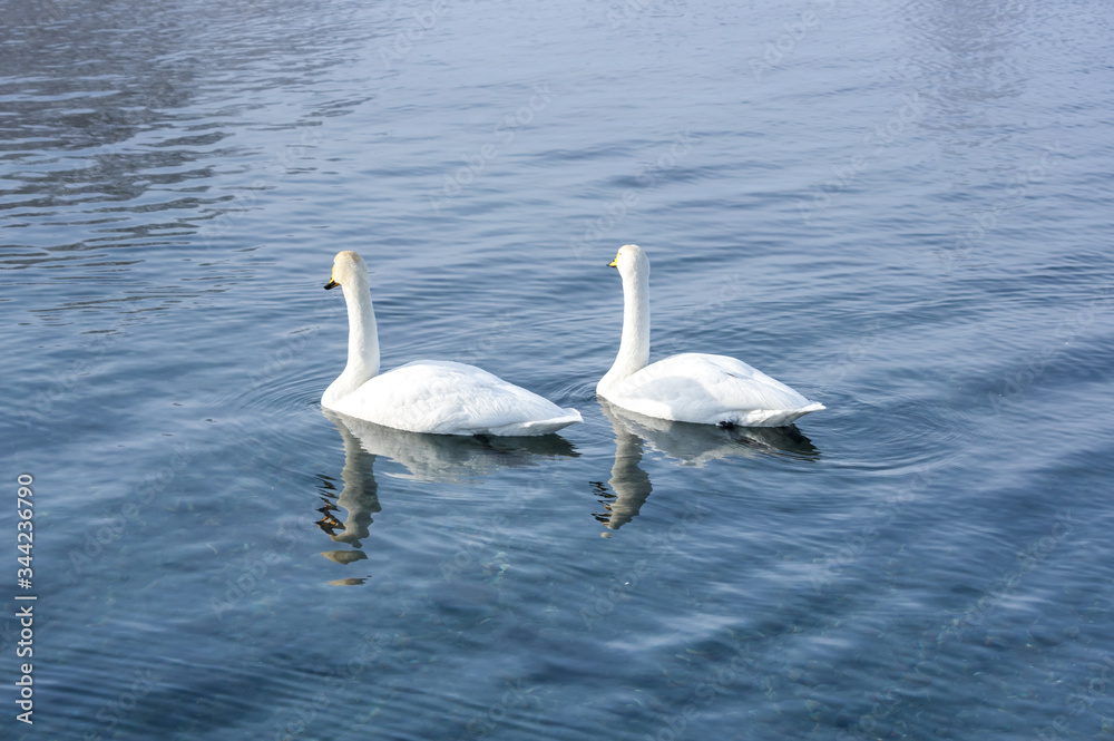 Fototapeta premium White swans swimming in the nonfreezing winter lake