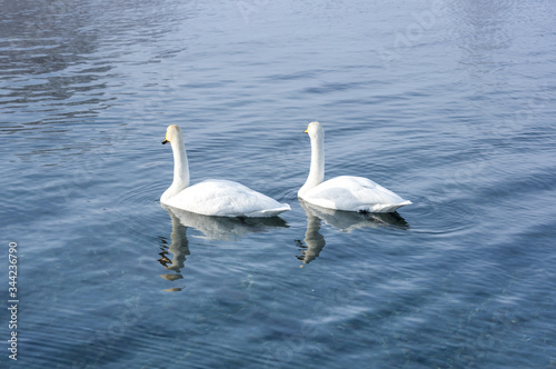 White swans swimming in the nonfreezing winter lake © gumbao