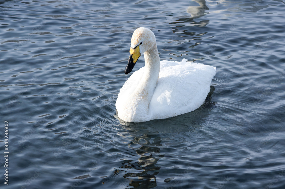White swans swimming in the nonfreezing winter lake White swans swimming in the nonfreezing winter lake