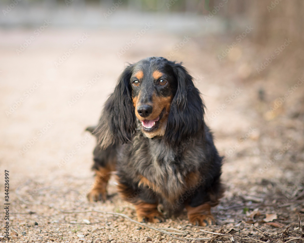 Beautiful shaggy older dachshund waits on the gravel path outdoors with a smile on his face