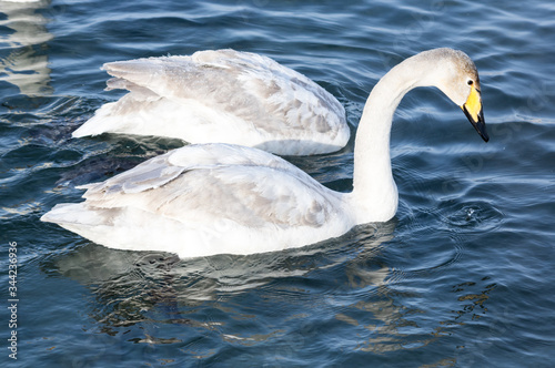 White swans swimming in the nonfreezing winter lake