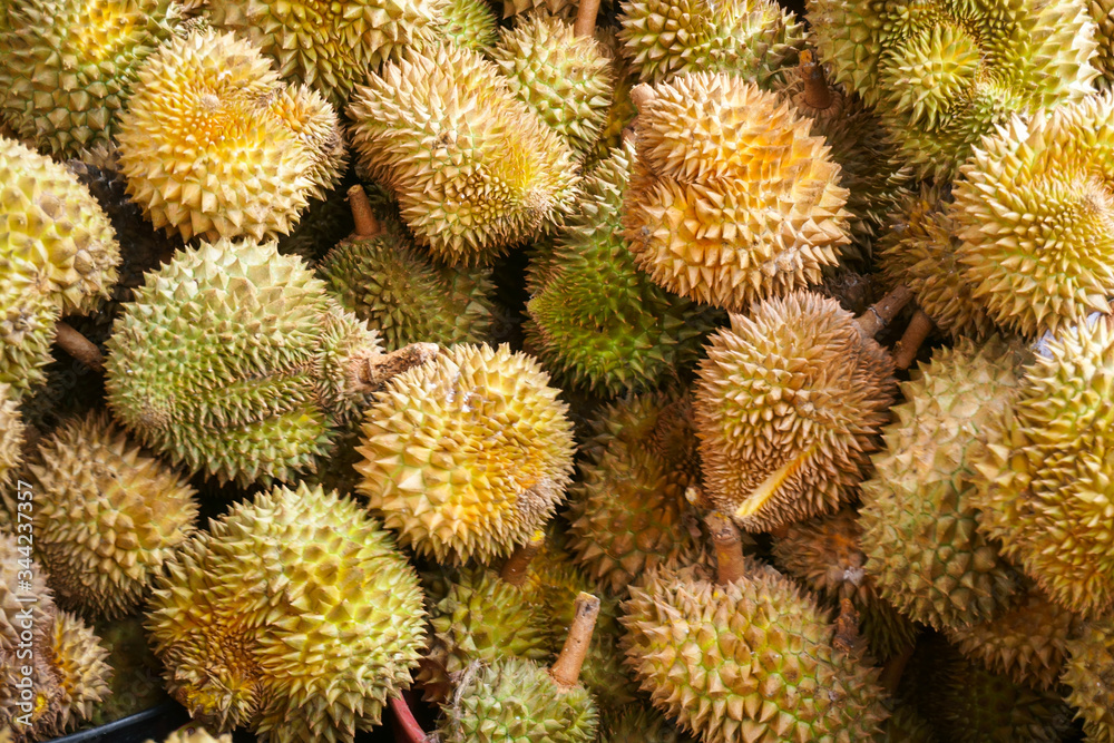 Durian in the market.Taste of durian fruit buffet festival Durian in the market.Taste of durian fruit buffet festival