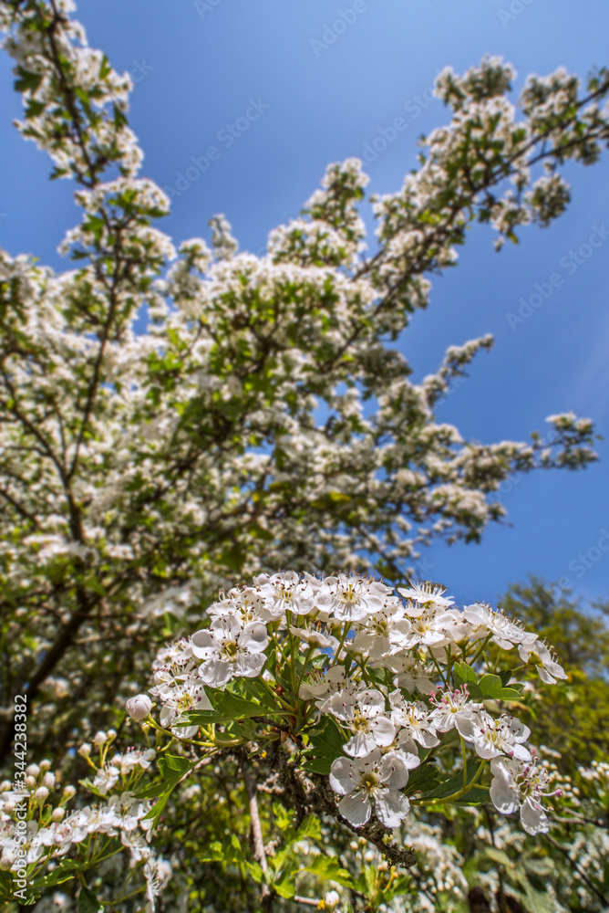 Blossoming common hawthorn / oneseed hawthorn / single-seeded hawthorn / mayblossom (Crataegus monogyna) showing white flowers in spring Blossoming common hawthorn / oneseed hawthorn / single-seeded hawthorn / mayblossom (Crataegus monogyna) showing white flowers in spring