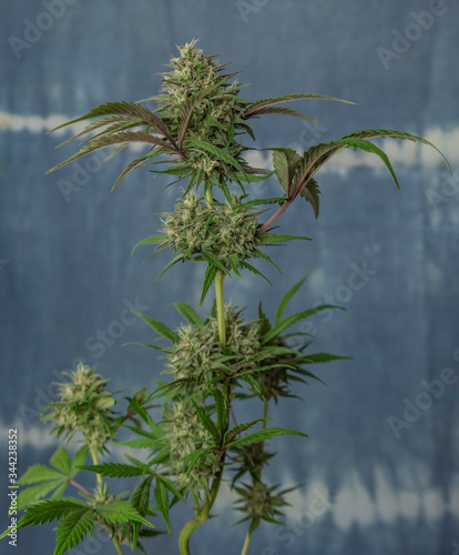 Bubba kush automatic marijuana flower with blue heaven background