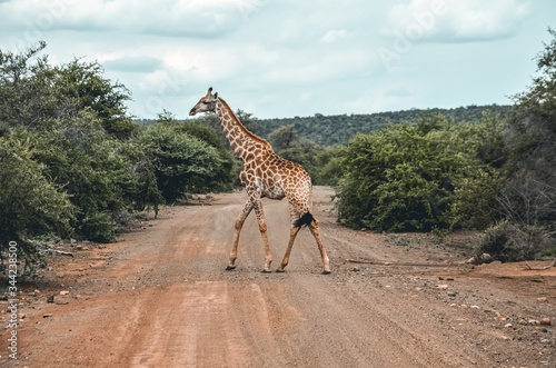 Giraffe im Krüger Nationalpark