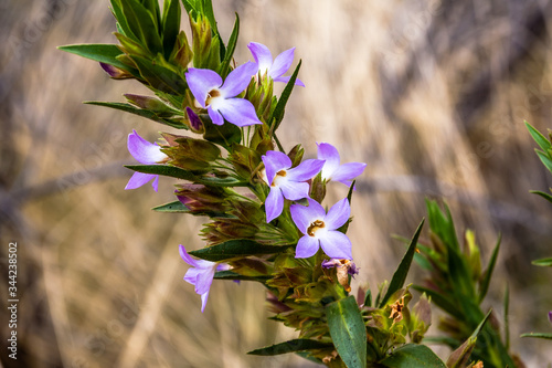 A blooming plant of genus Eremophila, an endemic of Australia photo