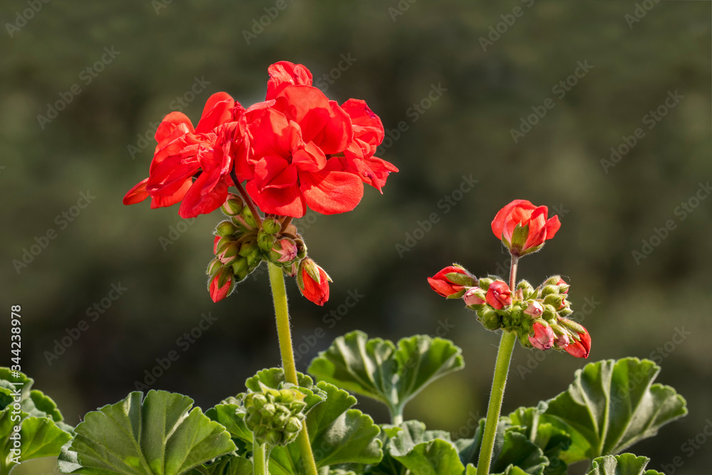 Red geranium / pelargonium / storksbill (Pelargonium species) in flower in garden in spring