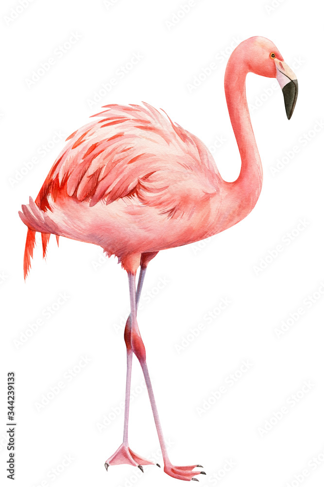 flamingo bird, isolated background, watercolor drawings