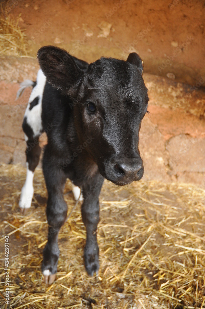 Fototapeta premium cows in a farm