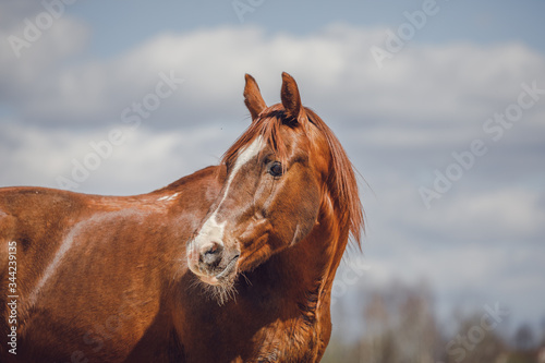 portrait of chestnut trakehner stallion horse on sky background in spring © vprotastchik