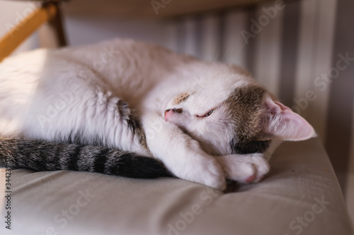 Close-up of a white cat with grey spots sleeping very much on top of a chair cushion © Marc