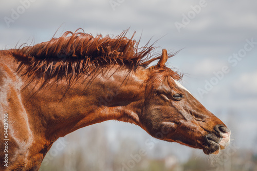 portrait of chestnut trakehner stallion horse shaking head on sky background in spring