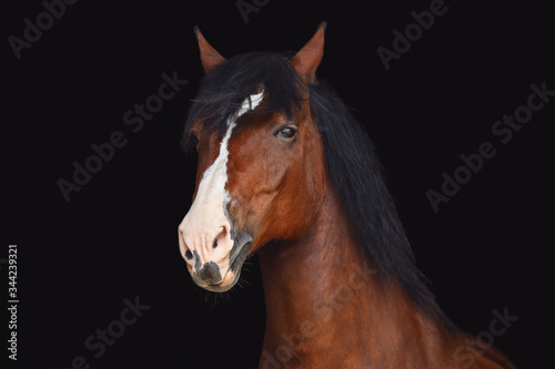 portrait of old draft mare horse with long mane isolated on black background © vprotastchik