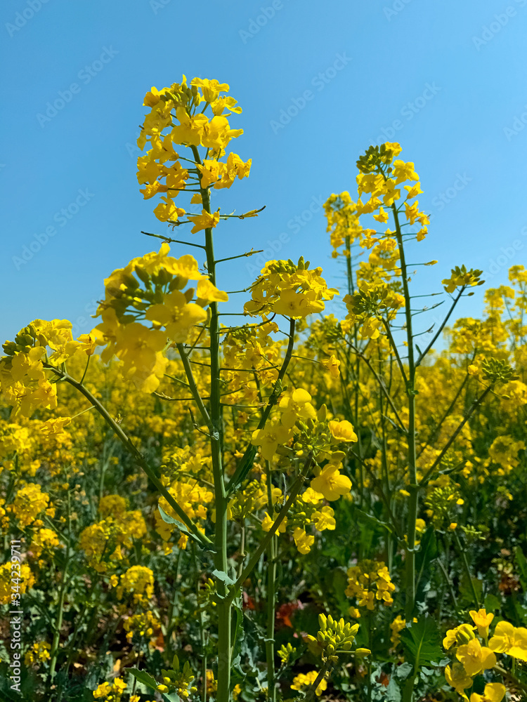 Fototapeta premium rapeseed farming 