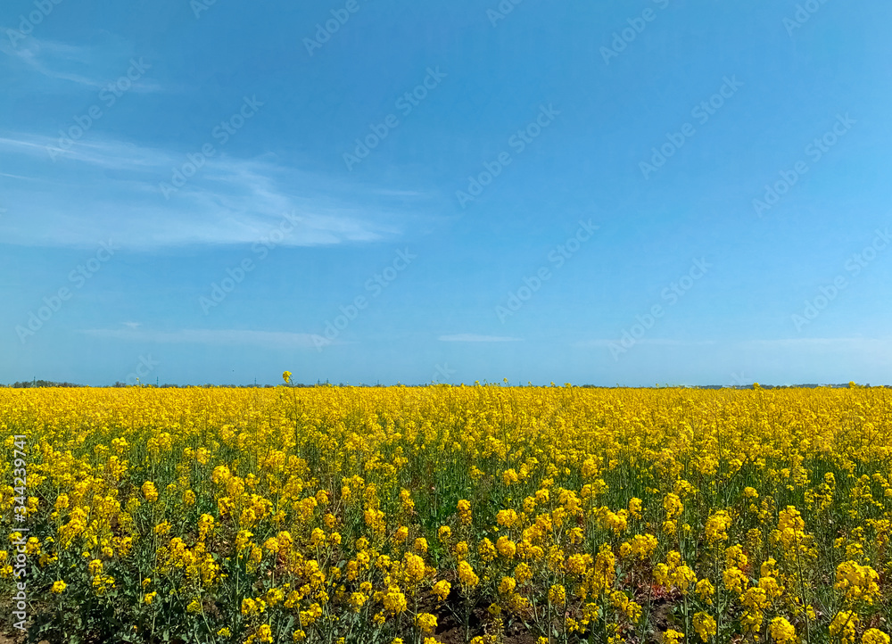 field of yellow flowers