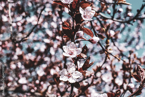 Sakura Spring Flowers