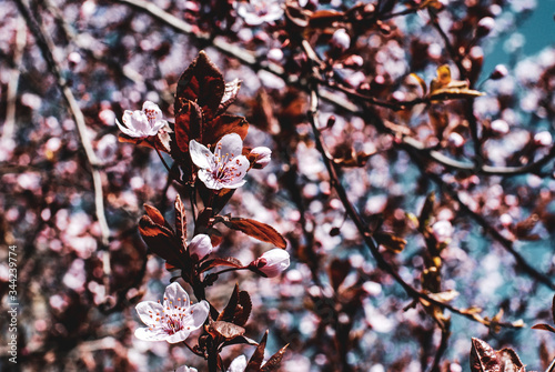 Sakura Spring Flowers