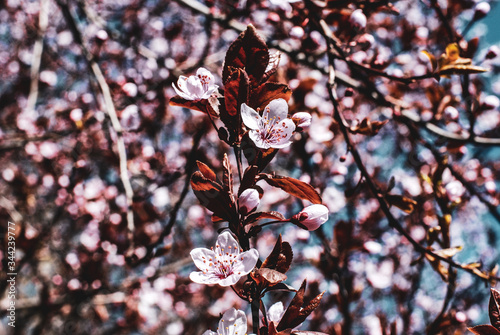 Sakura Spring Flowers