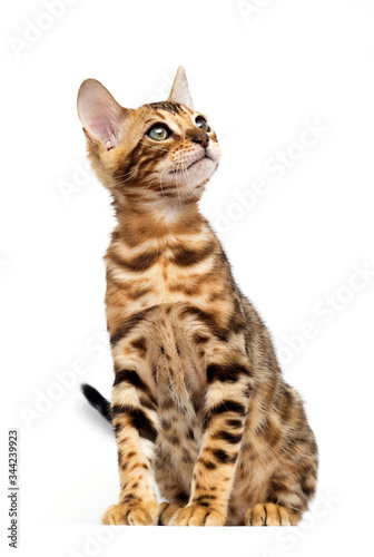bengal cat sitting in full growth on a white background