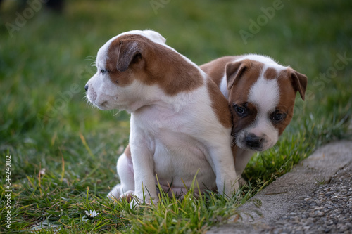 Staffordshire terrier puppies in the garden