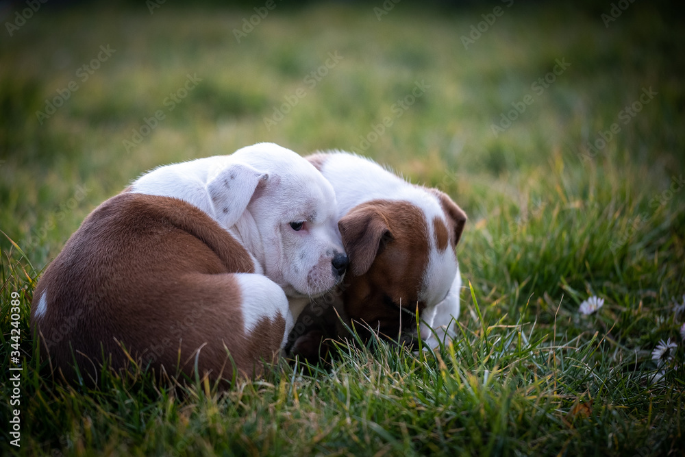 Staffordshire terrier puppies in the garden