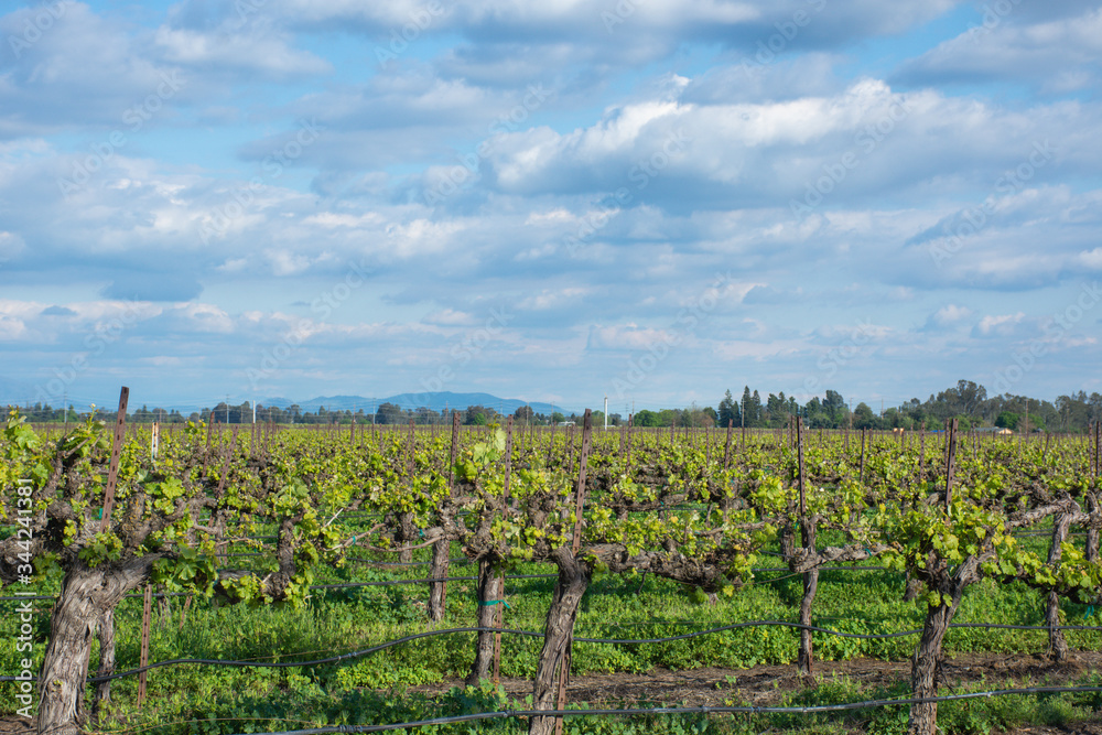 Fototapeta premium A Grape Vineyard Starting Growth for New Crop