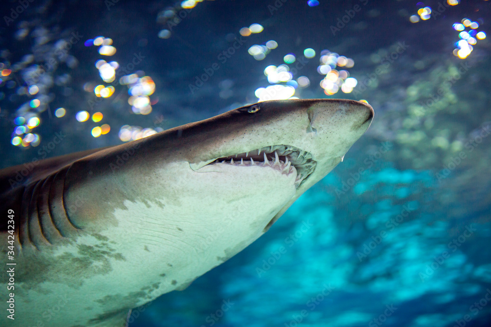 Naklejka premium Shark underwater
