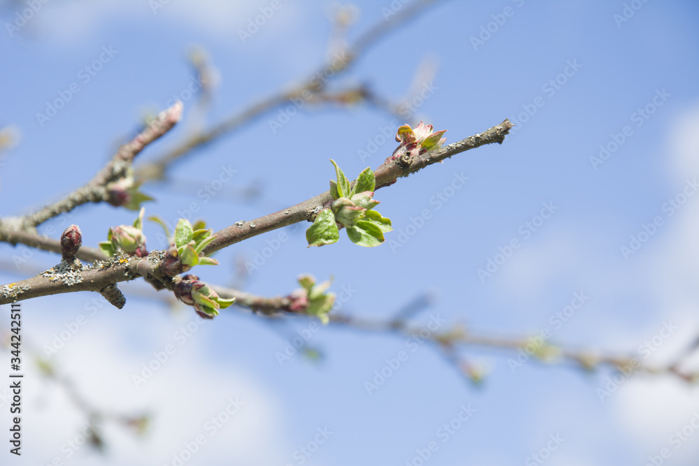 Branch of a tree in the garden. Blossoming green buds on the trees on blue sky. Spring background. Branch of a tree in the garden. Blossoming green buds on the trees on blue sky. Spring background.