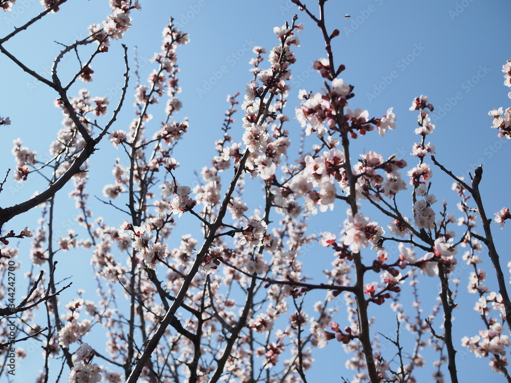A bee flying around sakura bunch - cherry blossoms, pink flowers during spring. A bee flying around sakura bunch - cherry blossoms, pink flowers during spring.
