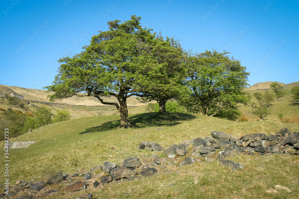 Tree in English Countryside
