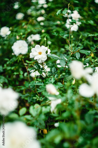 Bushes of white roses in the garden. Blooming white roses. Rose buds in the garden. Growing roses. Selective focus