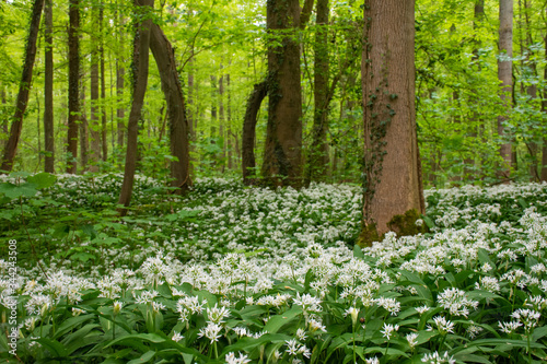Fototapeta Naklejka Na Ścianę i Meble -   blooming wild garlic in the spring in the forest