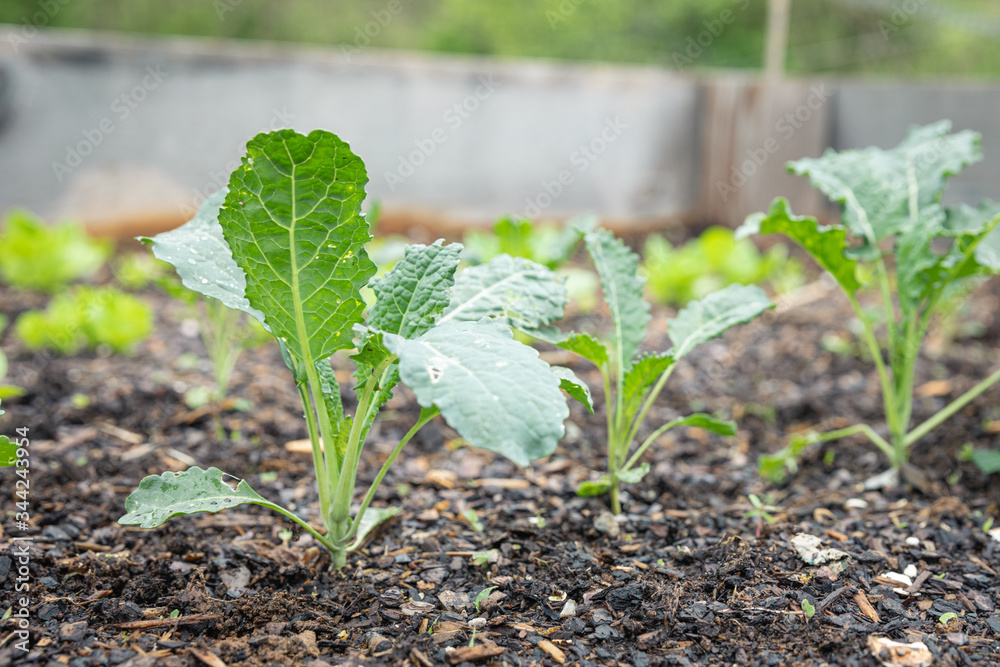 Obraz premium Vegetable Seedlings