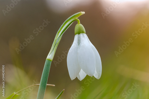 White snowdrop flower in spring with four petal leaves