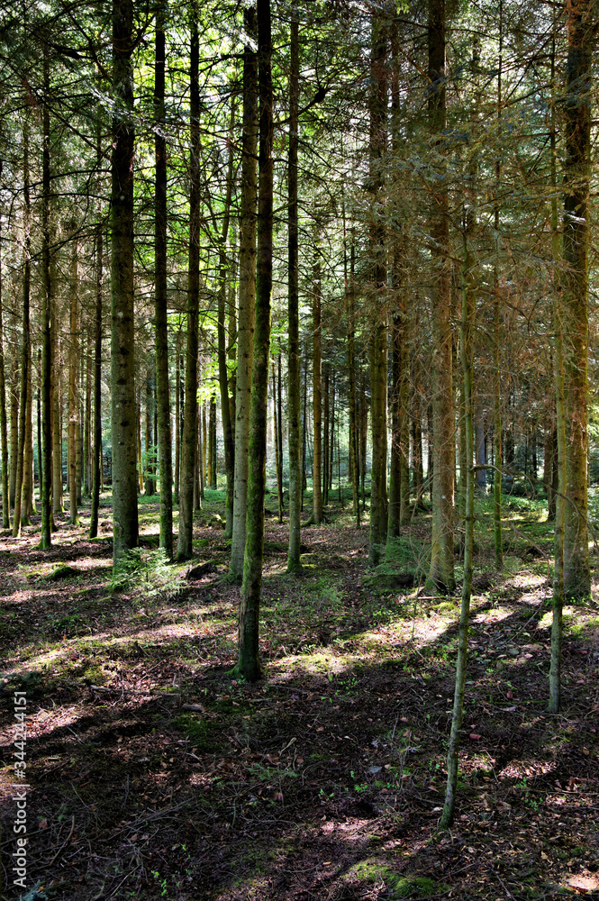 Der sommer im Schwarzwald