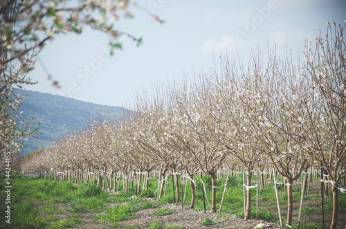 Almond trees with white flowers