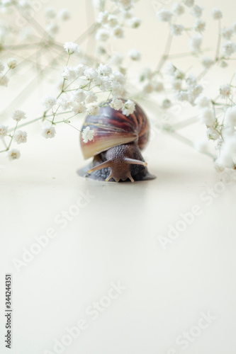 Dark brown Achatin with a spiral shell crawls among beautiful white flowers on a bright clear day. Extreme closeup macro healing mucus and anti-aging slime of Giant Snail. Concept of purity, copyspace photo