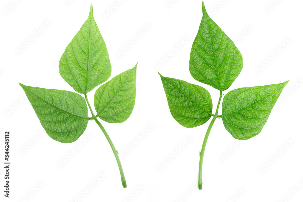 Green bean leave and pods of the beans on isolated white background