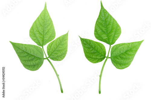 Obraz na płótnie Green bean leave and pods of the beans on isolated white background w salonie