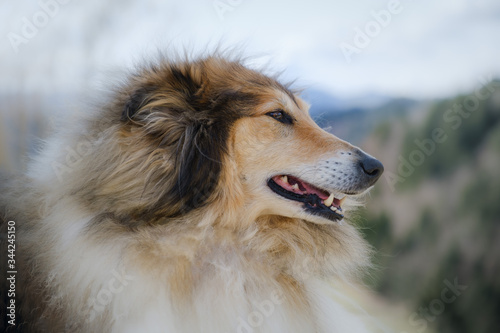 Brown and white rough collie dog © Vesna