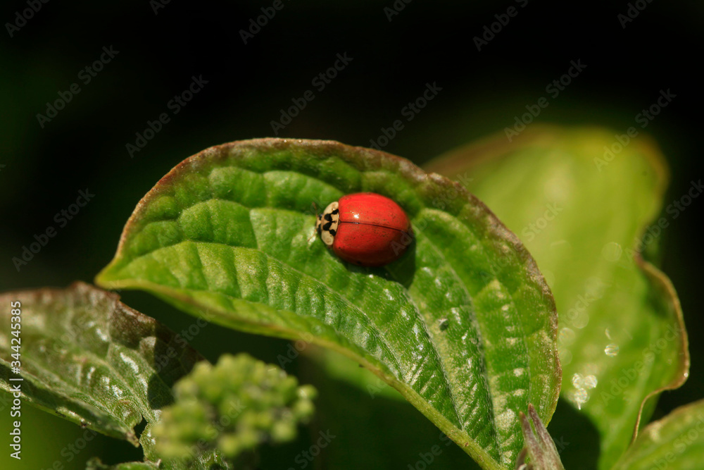 Red ladybug sitting on plant Red ladybug sitting on plant