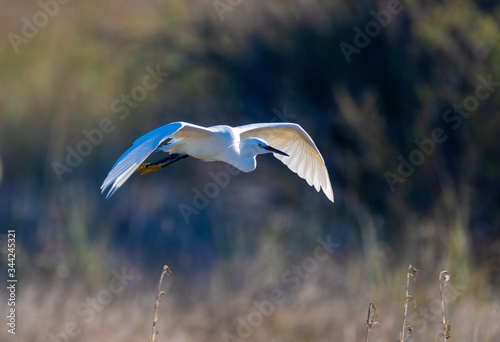 The little egret from Vransko jezero
