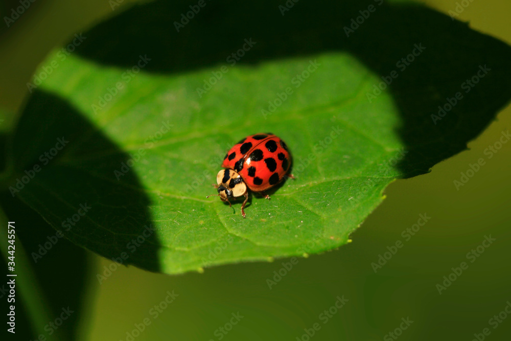 Red ladybug sitting on plant Red ladybug sitting on plant
