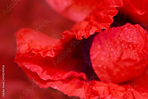 Close up of red poppy in the sunlight. Selective focus.