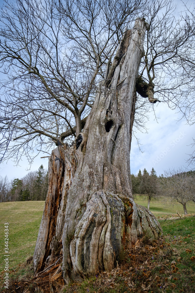 Obraz premium Old Zejcar chestnut trees in Skofja Loka