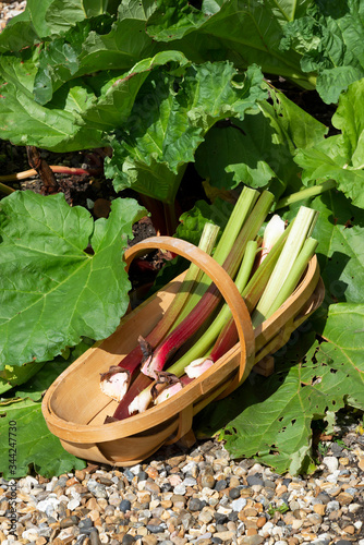 Hampshire, England, UK. 2019. Freshly picked rhubarb placed in a wooden garden trugg. photo