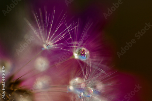 Dandelion (Taraxacum officinale) seeds and water drops 