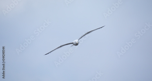 Wildlife background of Larus cachinnans seagull flies across the sky, phase of flight.